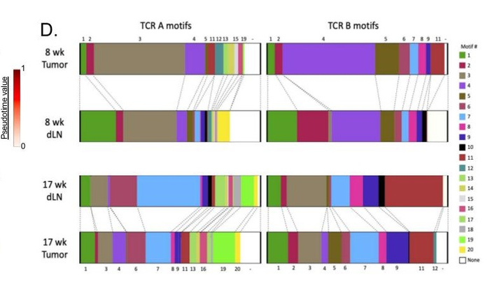 Yale Cancer Center Study Shows Stem-Like T Cells Could Aid Immunotherapy in Cancer Treatment