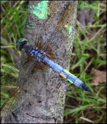Marking the Male Dragonflies