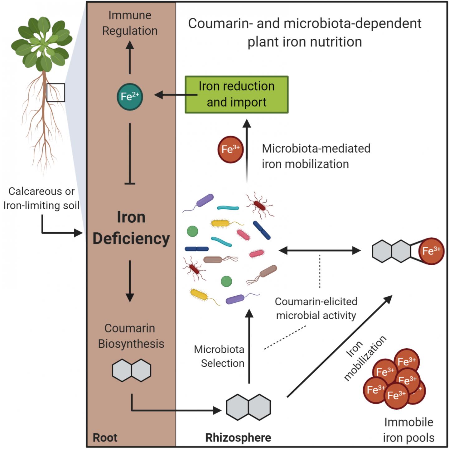 Illustration of coumarin- and microbiota-dependent plant iron nutrition