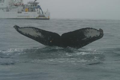 NOAA Marine Mammal Survey