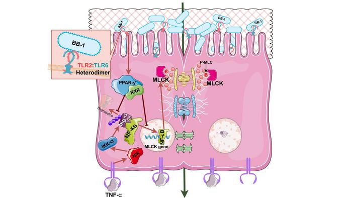 Mechanism of Bifidobacterium bifidum inhibition of tumor necrosis factor (TNF)-α–induced opening of intestinal tight junction (TJ) barrier