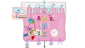 Mechanism of Bifidobacterium bifidum inhibition of tumor necrosis factor (TNF)-α–induced opening of intestinal tight junction (TJ) barrier