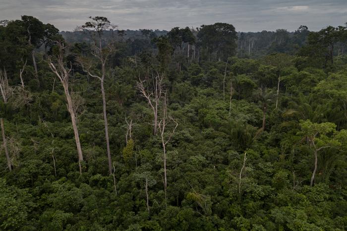 Dead trees and a regenerating understorey demonstrate species turnover in the Amazon