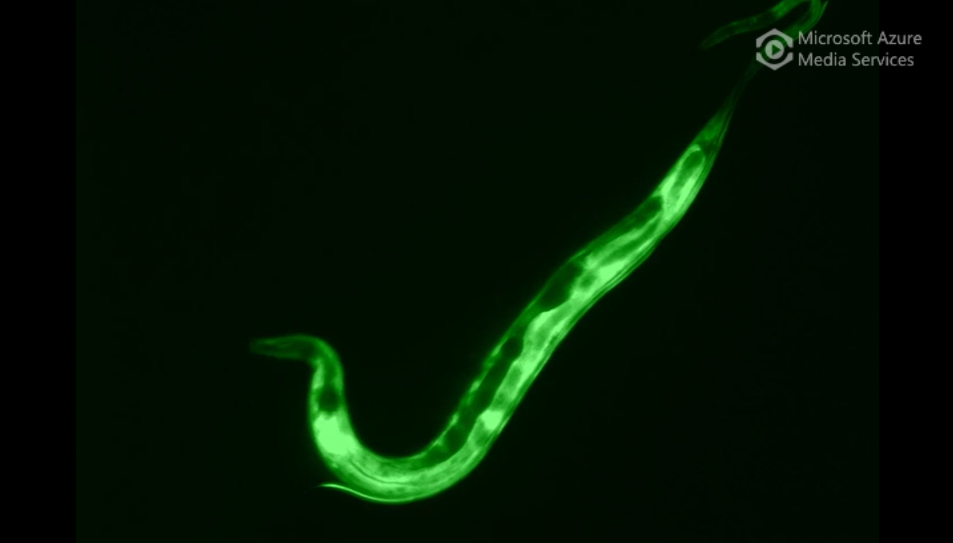 C. elegans in motion