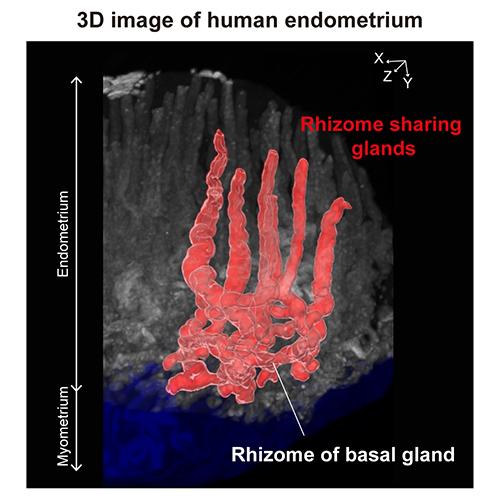 3D image of normal human endometrium tissue