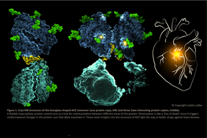 First Cryo-EM strutures of hourglass-shaped ACE monomer