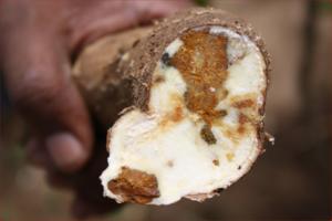 Effect of whitefly - Cassava brown streak disease symptom