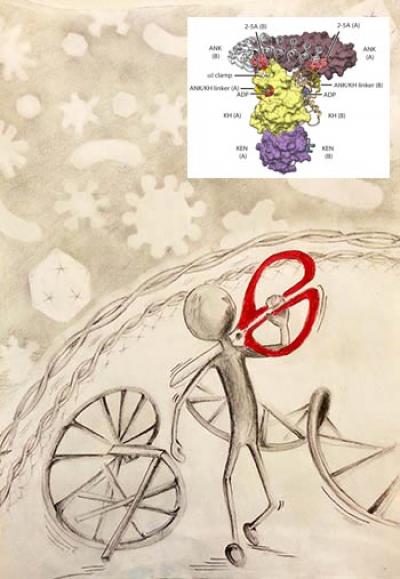 Structure of an Enzyme That Slices Foreign Invaders
