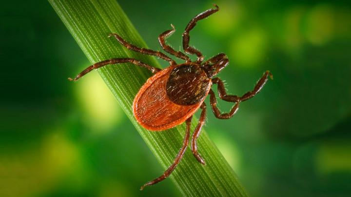 A New Way to Track the Geographic Spread of Lyme Disease
