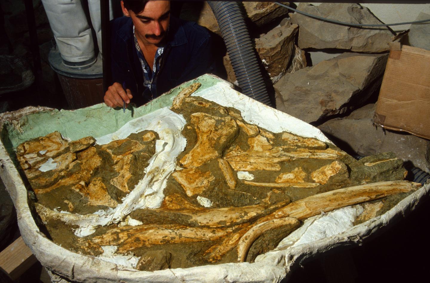 New Species of Ancient Whale Identified