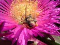 Bumblebee Caught by a Crab Spider