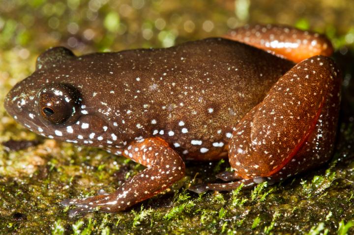 New Species of Frog Is Lone Member of Ancient Lineage