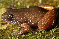 New Species of Frog Is Lone Member of Ancient Lineage