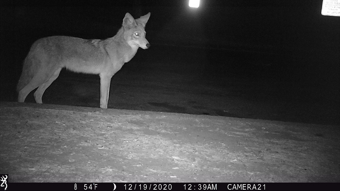 Can Cats and Coyote Co-Exist?