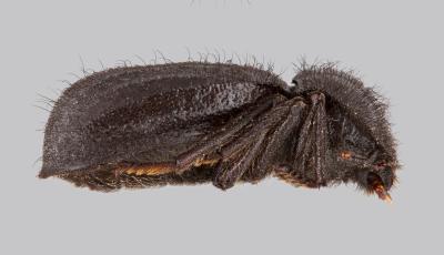 <I>Stenomorpha roosevelti</I> Darkling Beetle