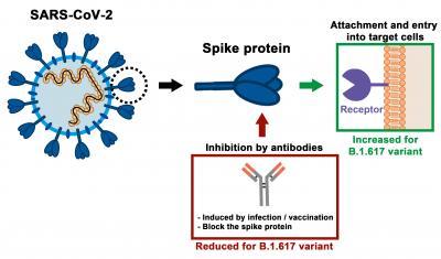 Spike Protein