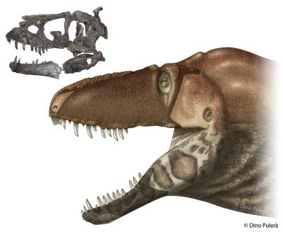 New Species of Tyrannosaur Dinosaur