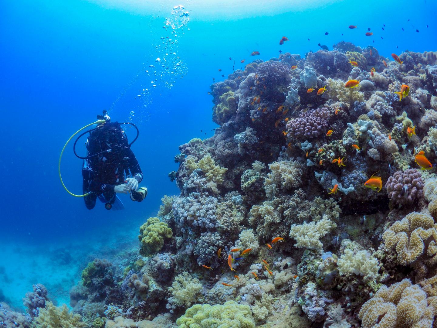 Studying corals in the Red Sea off the coast of Thuwal, Saudi Arabia.