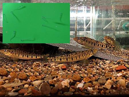 Logperch Aquarium