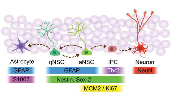 Could a Cancer Drug Be Repurposed for Fragile X Syndrome?