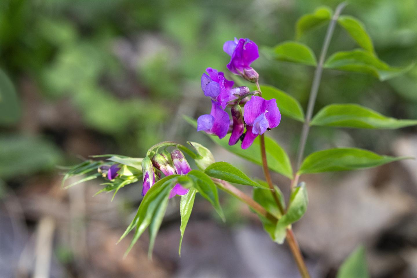 Spring Vetchling (<i>Lathyrus vernus</i>)