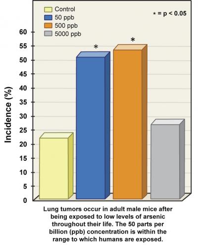 Low Doses of Arsenic Cause Cancer in Male Mice
