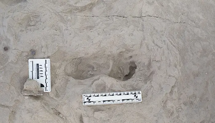 Fossil footprint sample