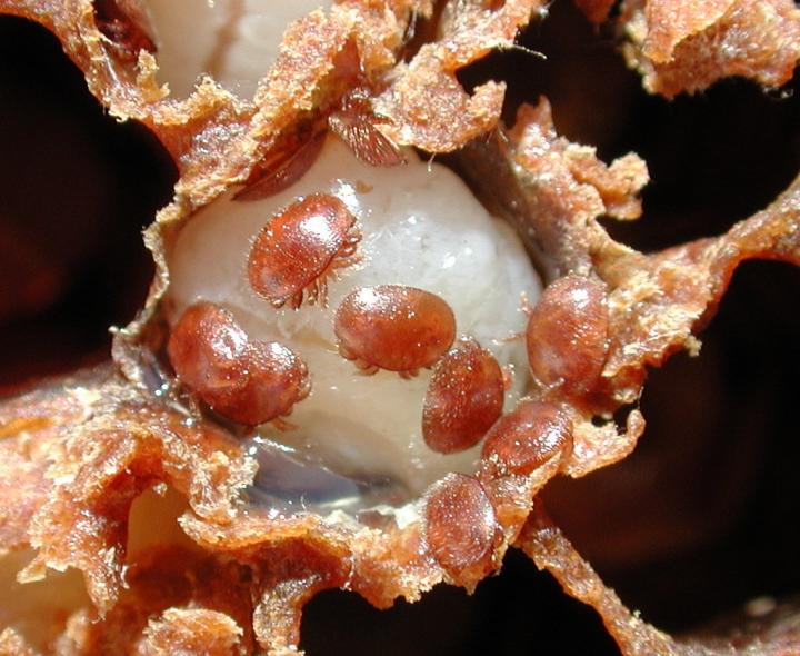 Varroa Mites