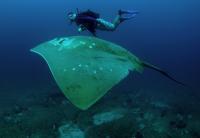 Diver and Smalleye Stingray