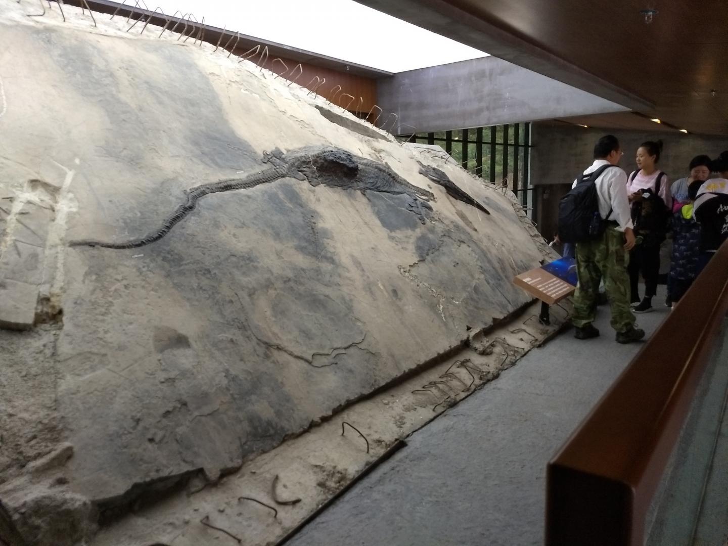 Ichthyosaur Specimen on Display