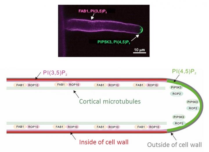 Detailed Mechanism of Root Hair Straightening
