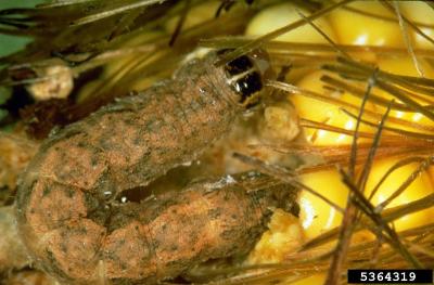 Western Bean Cutworm, <i>Striacosta albicosta</i>