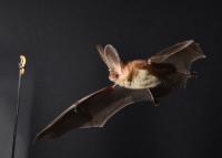 Bat Swooping