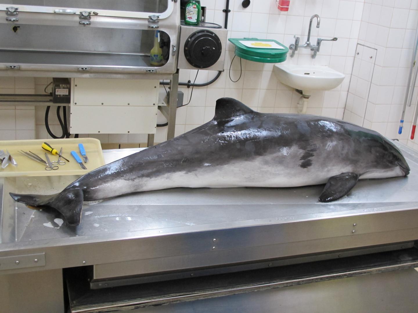 Harbor Porpoise Ready for Postmortem at ZSL