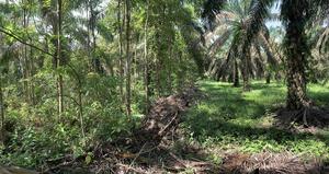 Islands of trees in an oil palm plantation