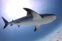Modern Carcharhinus Shark