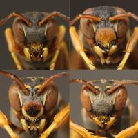 Wasps' Faces