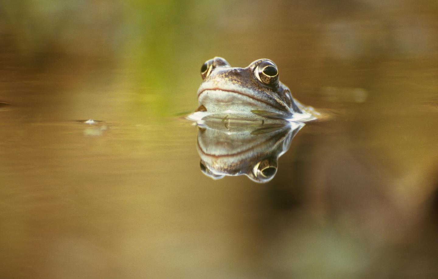 Common Frog (<em>Rana temporaria</em>)