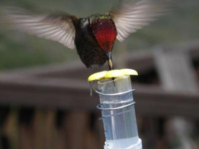 Anna's Hummingbird