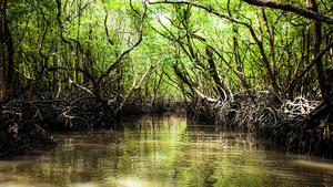 Mangrove forest