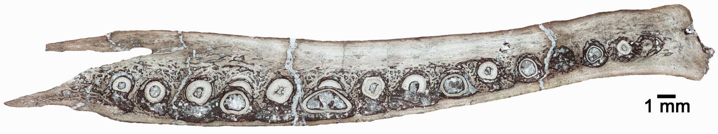 <i>Changchunsaurus</i> Lower Jaw Cross-section