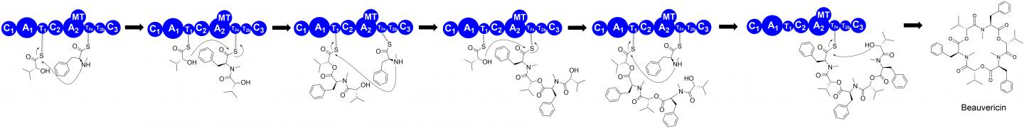Fungal Iterative NRPSs