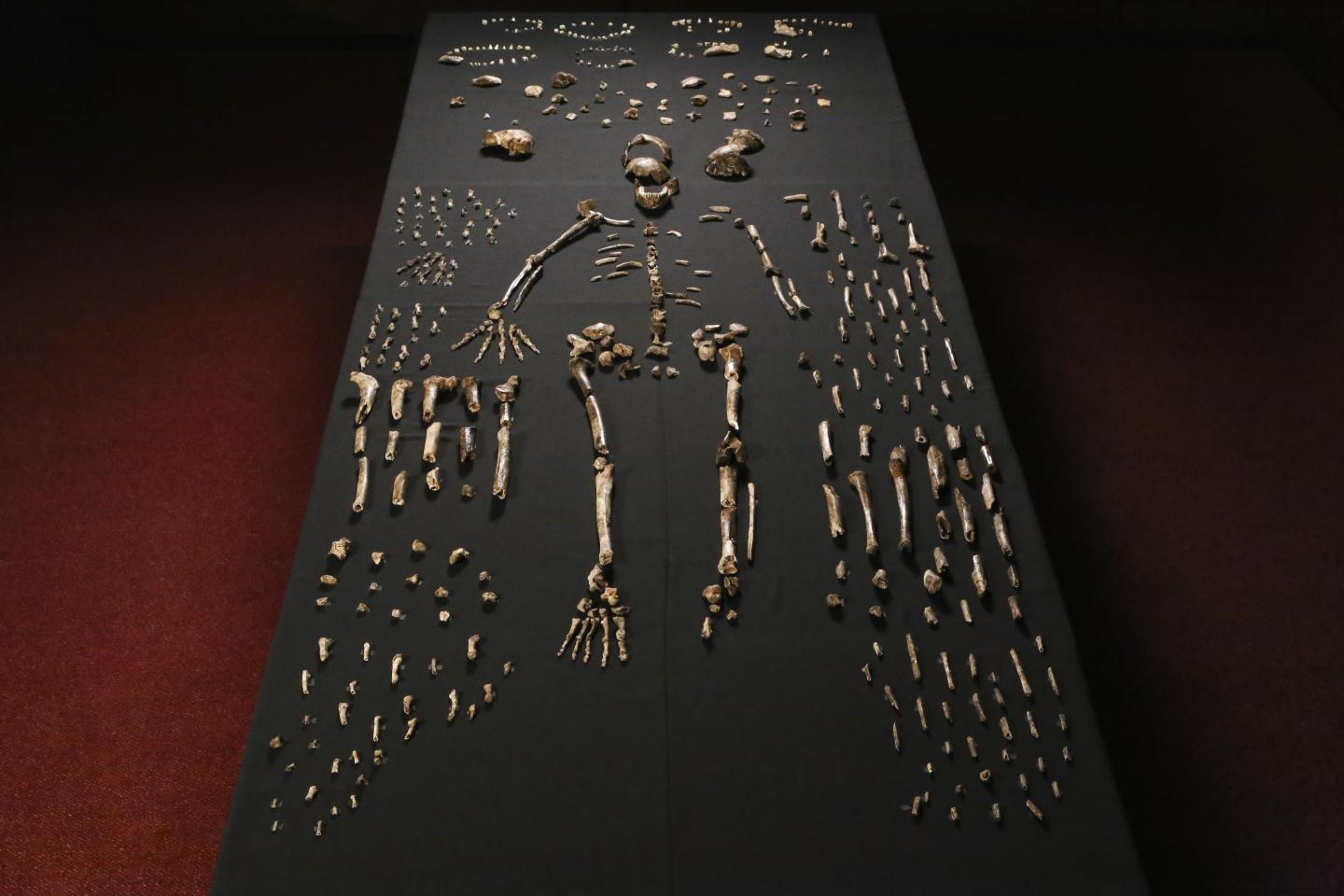 australopithecus sediba map
