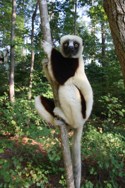 Coquerel's Sifaka