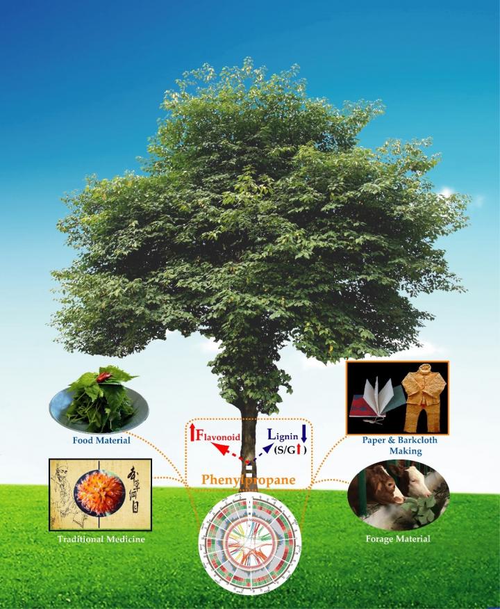 Mulberry and Soil Microbes