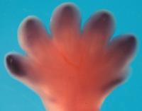 Paw of a Mole Embryo