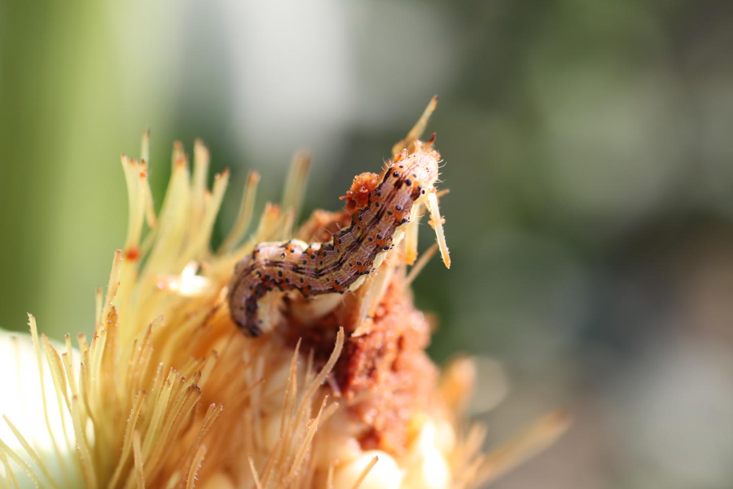 Corn Earworms [IMAGE] EurekAlert! Science News Releases