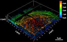 3-D STED Image of HeLa Cell Microtubules Immunolabled with the Newly Synthesized Dye, PhoxBright430