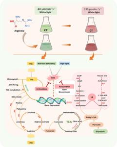 Exogenous Arginine Promotes the Coproduction of Biomass and Astaxanthin in Haematococcus Pluvialis