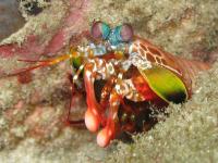 Mantis Shrimp (2 of 2)